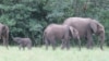Le parc gabonais de l'Ivindo classé dans le patrimoine mondial de l'Unesco