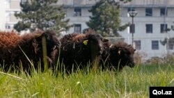 Sheep are seen in a 2000m² green space owned by the French capital’s archives service as part of an ‘eco-grazing’ experiment with a group of Ouessant sheep in the 19th district in Paris, April 3, 2013.