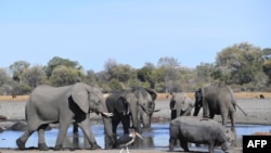 FILE - Elephants drink water in one of the channels in the Okavango Delta near the Nxaraga village in the outskirts of Maun, Botswana, Sept. 28, 2019. 