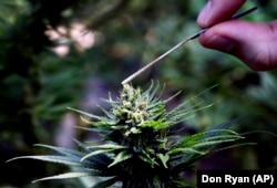 A hemp plant is pollinated at the Unique Botanicals facility in Springfield, Oregon.