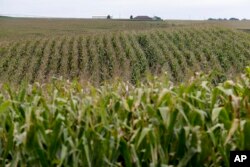 FILE - Corn fields grow in Springfield, Neb., Sept. 10, 2014.