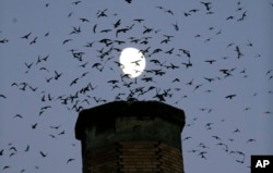 FILE - A multitude of migratory Vaux's Swifts flock to roost for the night inside a large, brick chimney at Chapman Elementary School in Portland, Oregon, Sept. 13, 2016.
