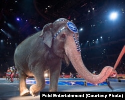 Elephants performing in the Ringling Bros. and Barnum & Bailey Circus traveling shows will be retired in May, the parent company says.