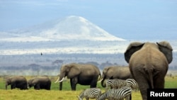 Elephants live in areas that may be used for fracking.