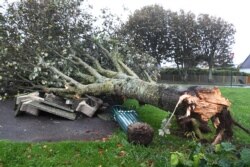 Pohon tumbang akibat dihempas badai Aurore di Plozevet, Brittany, 21 Oktober 2021.