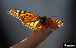 FILE - A monarch butterfly rests on a visitor's hand at the Monarch Grove Sanctuary in Pacific Grove, California, Dec. 30, 2014.