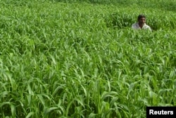 FILE - A farmer works in his millet field in the northern Indian city of Mathura, June 21, 2008.