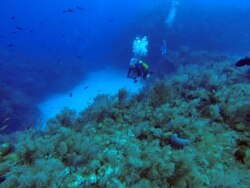 Seorang penyelam tengah menyelam di International Diving Centre Maria la Gorda, semenanjung Guanahacabibes, provinsi Pinar del Rio, Kuba, 10 Juni 2015. (AP)