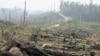 KPK dan 2 Kementerian Diminta Tuntaskan Pembalakan Liar di Riau dan Kalimantan