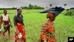 travailleuses agricoles des rizières de Nerica près de Maferenya, en Guinée, le 19 août 2002.