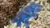 FILE - The corals at the Great Barrier Reef in Great Keppel island, Australia