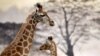 Les girafes n'attaquent généralement pas les humains.