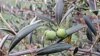 This arbequina tree is producing a good crop of olives.