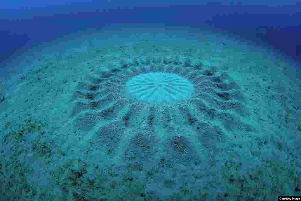 Punggung dan alur lingkaran T. albomaculosus berfungsi untuk mengurangi arus laut di tengah sarang untuk melindungi telur dari air yang bergolak dan predator. (Yoji Okata)