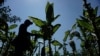 Seorang petani memanen daun tembakau di Temanggung, Jawa Tengah, 22 Agustus 2020. (Foto: Arya Manggala/AFP)