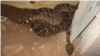 Ular derik di kolong rumah di Texas.