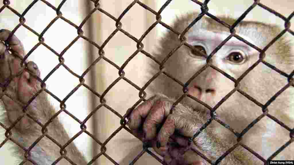 FILE - A monkey seized from traffickers in a cage at the Thai Department of National Parks in Bangkok.