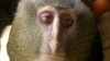 Are We Really Just Monkeys? 
