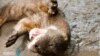 In Cambodia, Conservation Is as Varied as the Species 