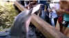 Dolphin Nabs iPad at SeaWorld Orlando