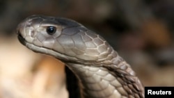 FILE - A Naja Ashei, a newly discovered giant spitting cobra measuring nearly nine feet and carrying enough venom to kill at least 15 people, is seen in this picture released by WildlifeDirect December 7, 2007. 