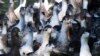 France Begins Operation to Cull Up to 1M Ducks