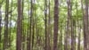 Coastal Trees Help Fight Global Warming