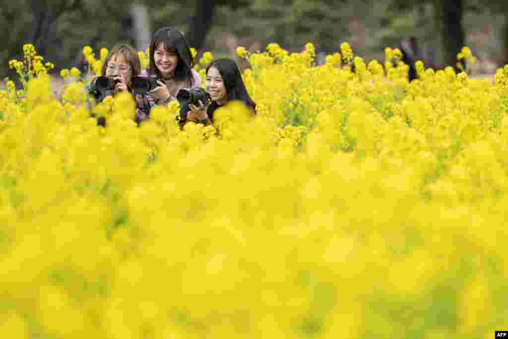 زیبایی شکوفه&zwnj;های بهاری در توکیو.