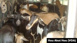 Some of the scores of goats to be distributed to children in Northern Bahr el Ghazal wait inside their transport vehicle.